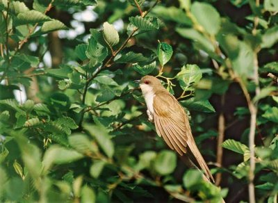 coulicou  bec noir / Black-billed Cuckoo