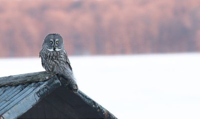 chouette lapone / Great Gray Owl