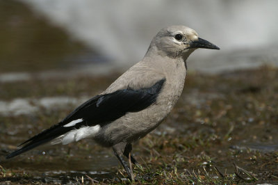 Clark's Nutcracker