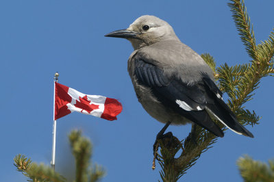 Clark's Nutcracker