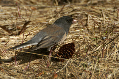 10116 - Dark-eyed Junco - Junco hyemalis