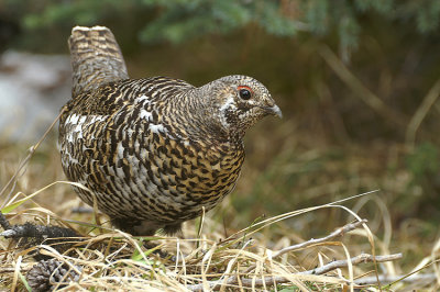 00361 - Spruce Grouse - Falcipennis canadensis