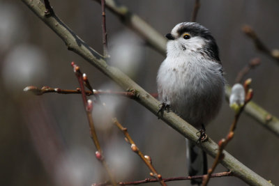 Long-tailed Tit