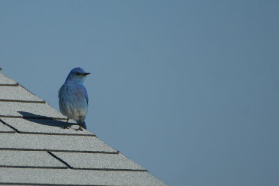 08568 - Mountain Bluebird - Sialia currucoides