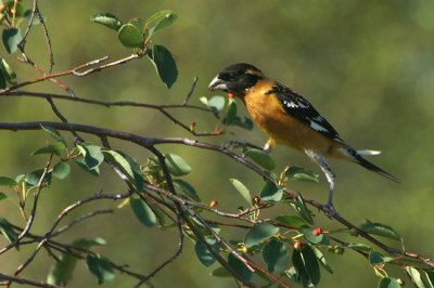 10643 - Black-headed Grosbeak - Pheucticus melanocephalus