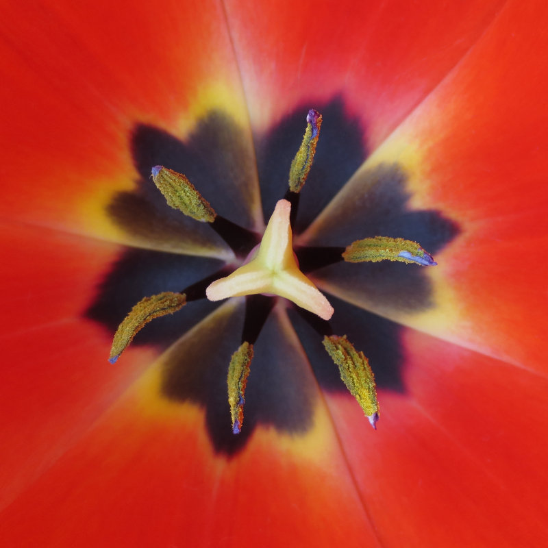 Tulip