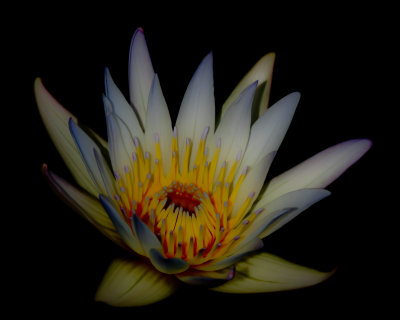 Water Lily