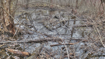 Along The Vermillion River Trout Stream
