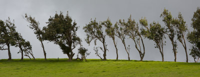 trees pano_sRGB_small.jpg