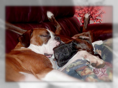 Lucy - Our Boxer With Oscar