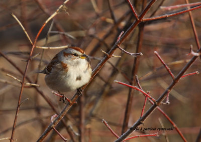 American Tree Sparrow IMG_2550.jpg