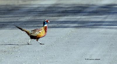 Ring-neck Pheasant IMG_2763.jpg