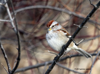 American Tree Sparrow IMG_1627.jpg