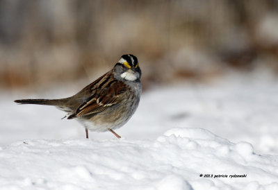 White-throat Sparrow IMG_2478.jpg