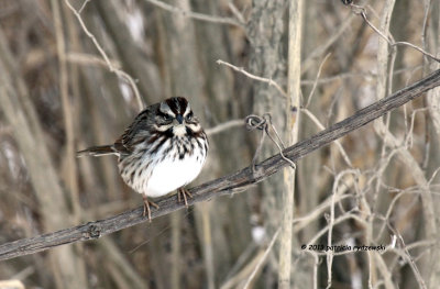 Song Sparrow IMG_9474.jpg