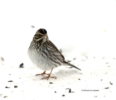 Song Sparrow juvenile IMG_9467.jpg