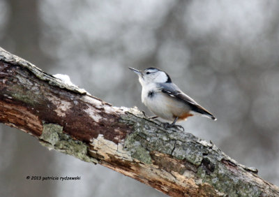 White-breasted Nuthatch IMG_9590.jpg
