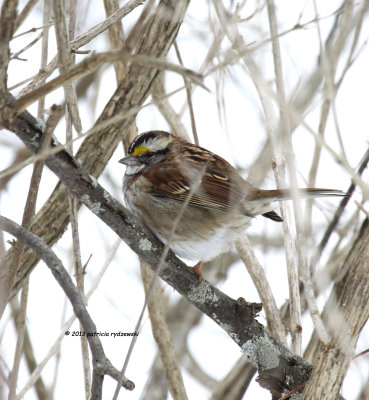 White-throated Sparrow IMG_9513.jpg