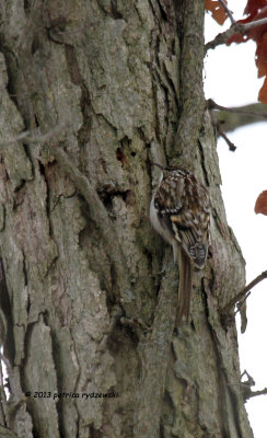 Brown Creeper IMG_9541.jpg