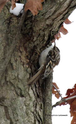 Brown Creeper IMG_9544.jpg