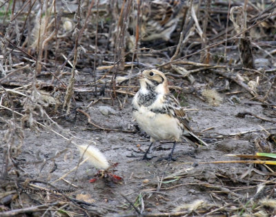 Lapland Longspur IMG_9778.jpg
