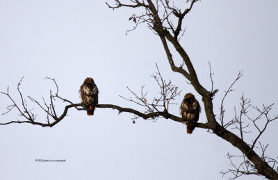 Red-tail Hawks IMG_0290.jpg