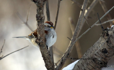 American Tree Sparrow IMG_0914.jpg