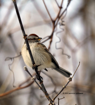American Tree Sparrow IMG_0949.jpg