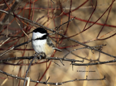Black-capped Chickadee IMG_0764.jpg