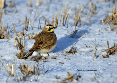 Horned Lark IMG_0654.jpg
