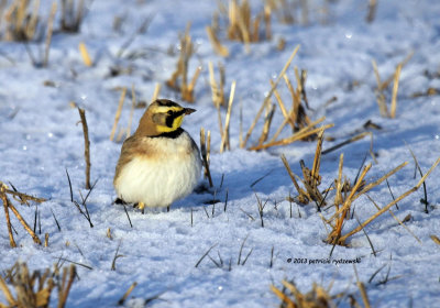 Horned Lark IMG_0691.jpg