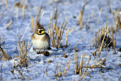 Horned Lark IMG_0733.jpg