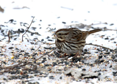 Song Sparrow IMG_0941.jpg