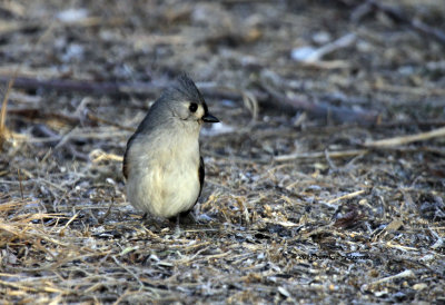 Tufted Titmouse IMG_0793.jpg