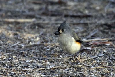 Tufted Titmouse IMG_0837.jpg