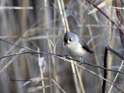 Tufted Titmouse IMG_0851.jpg