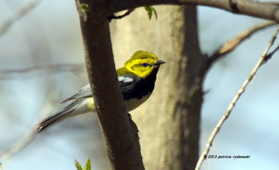 Black-throated Green Warbler IMG_5060.jpg