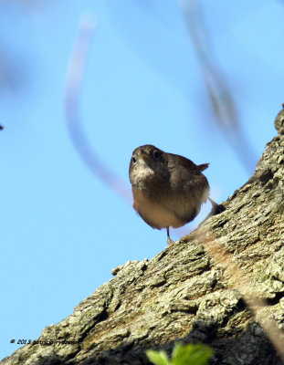 House Wren  IMG_4830.jpg