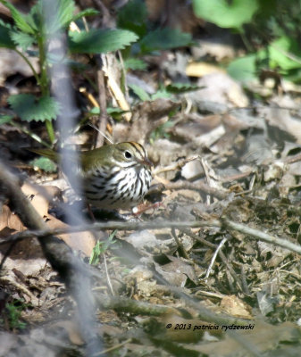 Ovenbird IMG_5118.jpg