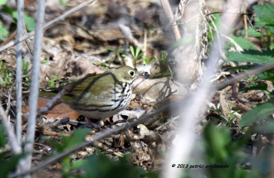 Ovenbird IMG_5129.jpg