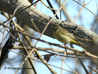 Palm Warbler IMG_4756.jpg