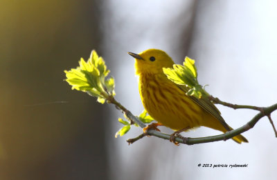 Yellow Warbler IMG_4599.jpg