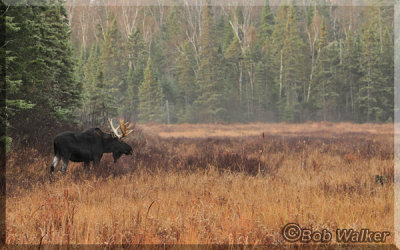 A Bull Moose Seen Off The Road