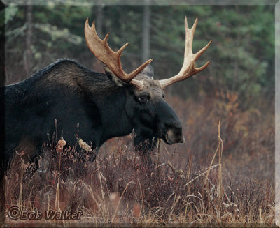Unusual Antlers