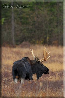 Moose Seen Daily