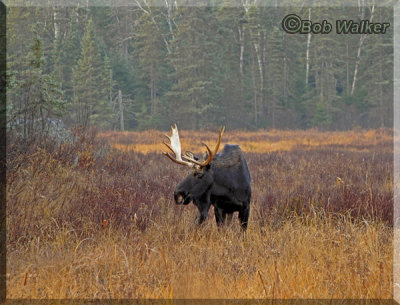 The Bull Moose Just Hangs Around Unafraid Of Humans
