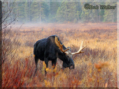 The Bull Moose Browses As We Watch