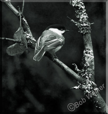 Black Capped Chickadee