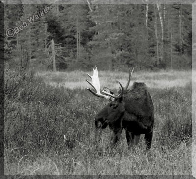Large Bull Moose Up Close