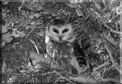  A Northern Saw-whet Owl With It's Meal Nearby
